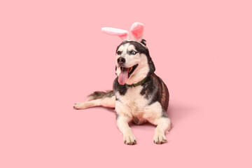 Cute Husky dog with bunny ears on pink background. Easter celebration