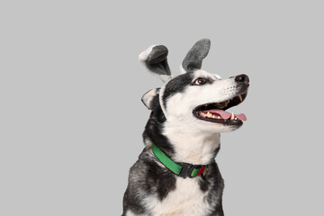Adorable Husky dog with bunny ears on grey background. Easter celebration