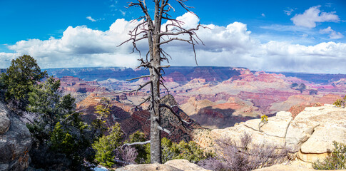 Panorama Landscape of the grand canyon from Grandview Point viewpoint with dead tree in the grand...