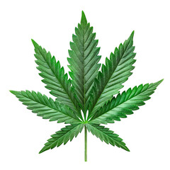 Magnificent Cannabis Leaf: A Close-Up Study