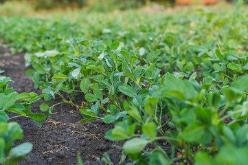 growing green beds with peanuts. rows of peanuts grow on the farm.