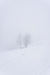 Fototapeta premium Misty day