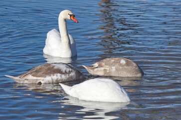 Naklejka premium White swans with their chicks on the lake in winter.