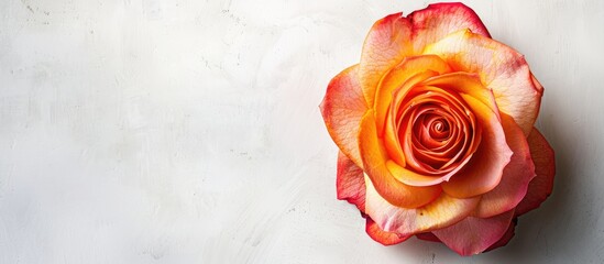 Vibrant orange and pink rose placed on the top left corner of a soft gray marble background creating an elegant and serene composition