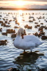 鴨と白鳥とカモメが飛び交う北浦の朝

