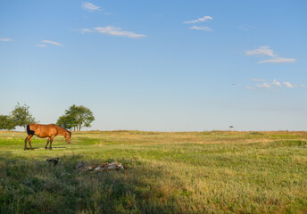 a horse is grazing in a green meadow. 