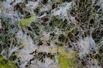 A detailed close-up captures a lush habitat intertwined with delicate, silky webs, showcasing the beauty and complexity of nature's interconnected ecosystems.