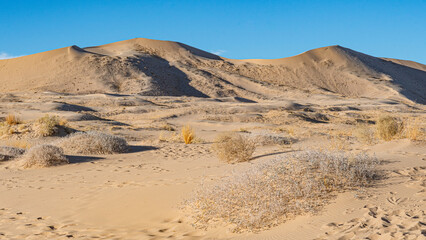 Golden sand dunes stretch across the horizon under a bright sky, dotted with low shrubs, capturing the timeless beauty and quiet solitude of the desert landscape.