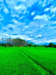 green field and blue sky