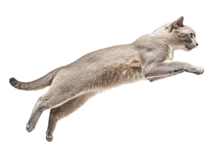 A Stunning Image of a Burmese Cat in Mid-Air Leap, Graceful Movement,  Agile feline elegance