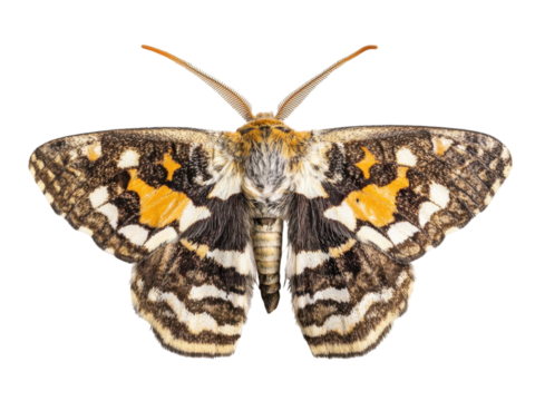 Detailed Closeup of a Striking Orange and Brown Moth Specimen, Wings Spread, High-Resolution Insect Photography