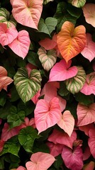 Vibrant Pink and Green Heart Shaped Philodendron Leaves Tropical Foliage Background Texture