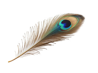 Obraz premium Magnificent Peacock Feather Close Up Studio Shot A Detailed View of a Single Peacock Feather