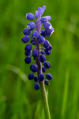 spring plant with purple bells