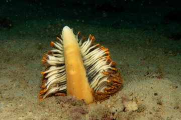 A sea pen at a tropical reef. This is an amazing example of a colony of animals working together. marine cnidarians belonging to the order Pennatulacea