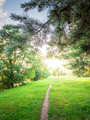 Fototapeta premium Path through a grassy field with trees in the background