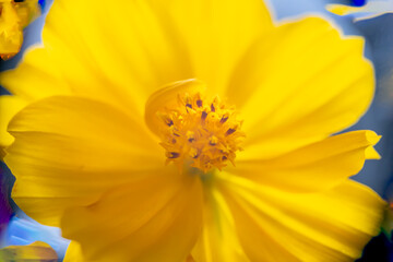 Obraz premium A super macro photo of a yellow Cosmos sulphureus from Luzon, Philippines. Stamen in focus