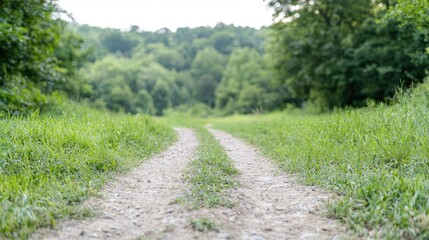 Country path through a lush forest. Hiking trail