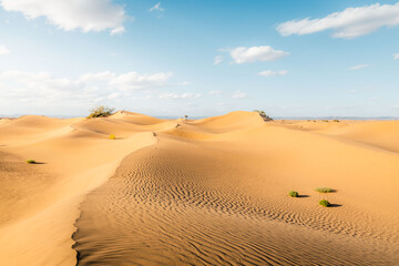 Sand dunes in the desert. M'Hamid sand dunes in Sahara Morocco