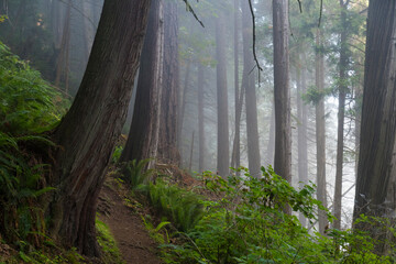 A serene and misty forest scene featuring towering trees, lush ferns, and a winding pathway that invites exploration and connection with nature's tranquility.