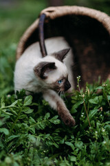 Fototapeta premium A small Siamese kitten sits inside a woven wicker basket, which is being held by a person’s hand. The basket’s texture is detailed, showcasing its intricate weave.