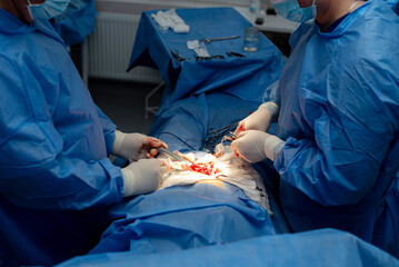 Open abdominal surgery, hernia surgery, patient on the table. The setting is a controlled, sterile...