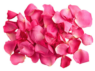 Fototapeta premium A Delicate Scattering of Pink Rose Petals on a Transparent Background Romantic Floral Image