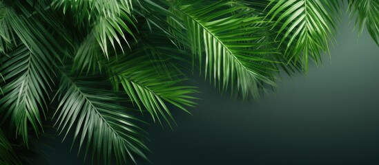 Lush green palm leaves elegantly frame the top left corner against a dark gradient background perfect for copy space and advertising design.