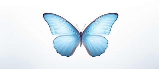 Delicate pale blue butterfly with fully expanded wings centered on a soft white background, enhanced by a subtle shadow for depth.