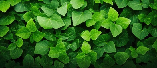 Fototapeta premium Lush green leaves densely packed creating a vibrant natural background with varying shades of green and a dark gradient at the base