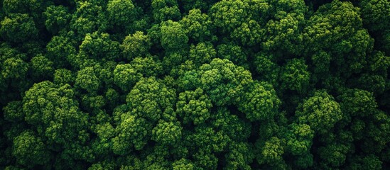 Naklejka premium Aerial view showcasing dense green forest canopy against a bright summer sky with various shades of green and sunlit highlights, capturing natural beauty.