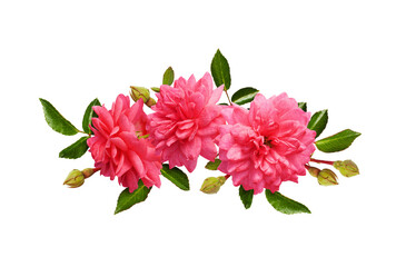Pink rose flowers with green leaves in a line floral arrangement isolated on white or transparent...