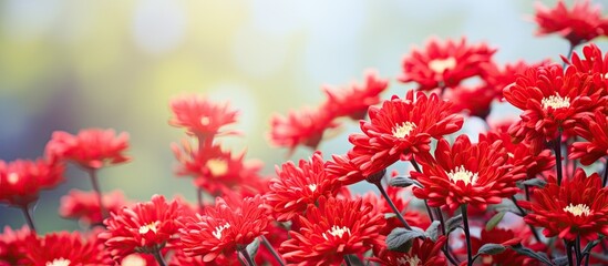 Vibrant red chrysanthemums in full bloom photograph with soft green background and golden light detailing, showcasing summer floral beauty.