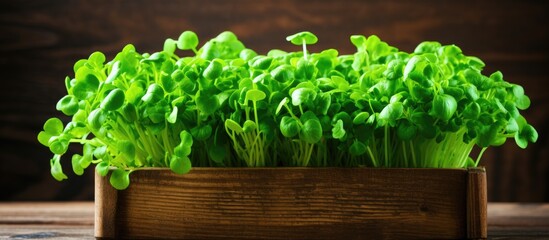 Lush green arugula sprouts thriving in a rectangular brown wooden planter against a dark wooden background highlighting vibrant natural growth.