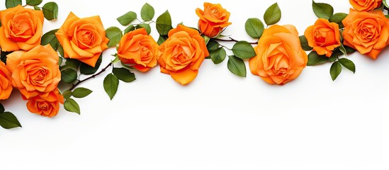 Elegant orange rose border with green leaves on white background, featuring vibrant blooms positioned along the top edge for a fresh, romantic look.