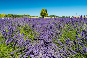 Obraz premium A lush and vibrant lavender field stretches under a clear blue sky, showcasing nature's beauty and tranquility, perfect for relaxation and exploration.