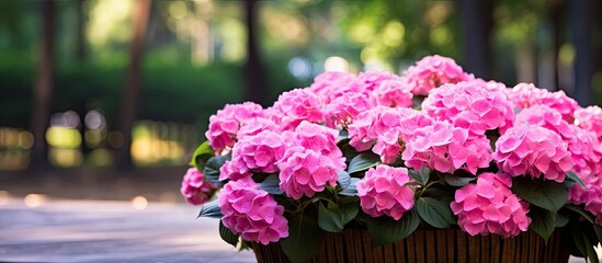 Obraz premium Vibrant pink Hydrangea macrophylla in a wooden pot beautifully arranged in a sunlit late summer garden with soft green foliage background