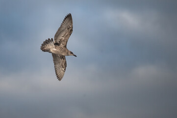 Juvenile Kelp Gull gliding in to land on the beach.