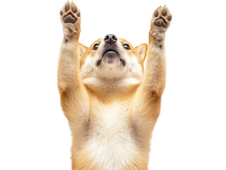 Adorable Shiba Inu Puppy Reaching Upward With Paws in Playful Manner