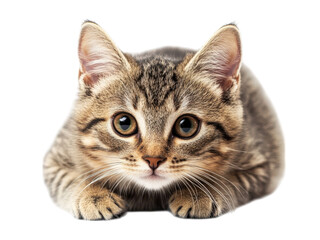 Obraz premium Adorable Tabby Kitten Close Up Portrait Photography Studio Shot