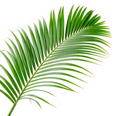 Obraz premium palm tree leaves