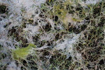 An intricate network of spider silk floats gently above the grass, illustrating the delicate balance of life through nature’s unseen connections.