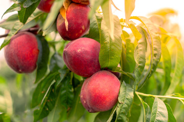 Red ripe juicy peaches on a tree branch in the garden illuminated by sunlight. Fruit harvest