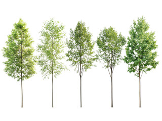 Five Lush Green Trees Isolated on Transparent Background Perfect for Landscaping Design and Architectural Visualization Projects