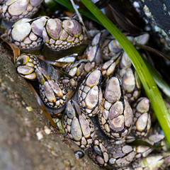 This close-up image captures a cluster of barnacles adhering to a coastal rock surface, showcasing the intricate details and patterns found in marine ecosystems.