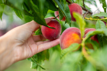 Ripe juicy peaches on a tree in the garden are collected by a gardener. Fruit harvesting