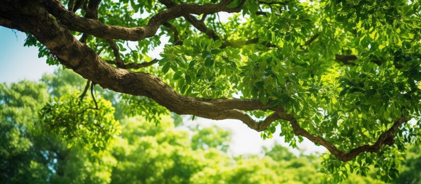 Lush green foliage of a Camphor tree with sunlit branches creating a vibrant contrast against a clear blue sky in the background.