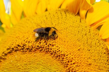 Bumblebee on a yellow sunflower.