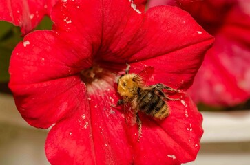 Bumblebee on a red flower.