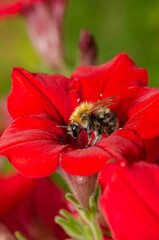 Bumblebee on a red flower.